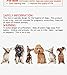 ZHAN Disposable Dog Diapers Male Physiological Pants Absorb a Large Amount of Urine and Prevent pet estrus (X-Small, Blue)