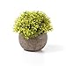 T4U Artificial Succulent Plants Potted, Mini Fake Colorful Lifelike Flowers in Pots for Home Office Wedding Decoration Pack of 6