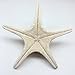 PEPPERLONELY Natural Knobby Armored Starfish, Size Various, 8 Inch ~ 10 Inch