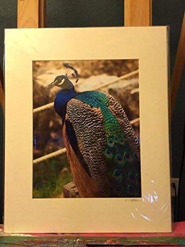 Photograph of Peacock in CO Matted 16" x 20" actual size 11" x 14" By Sandy