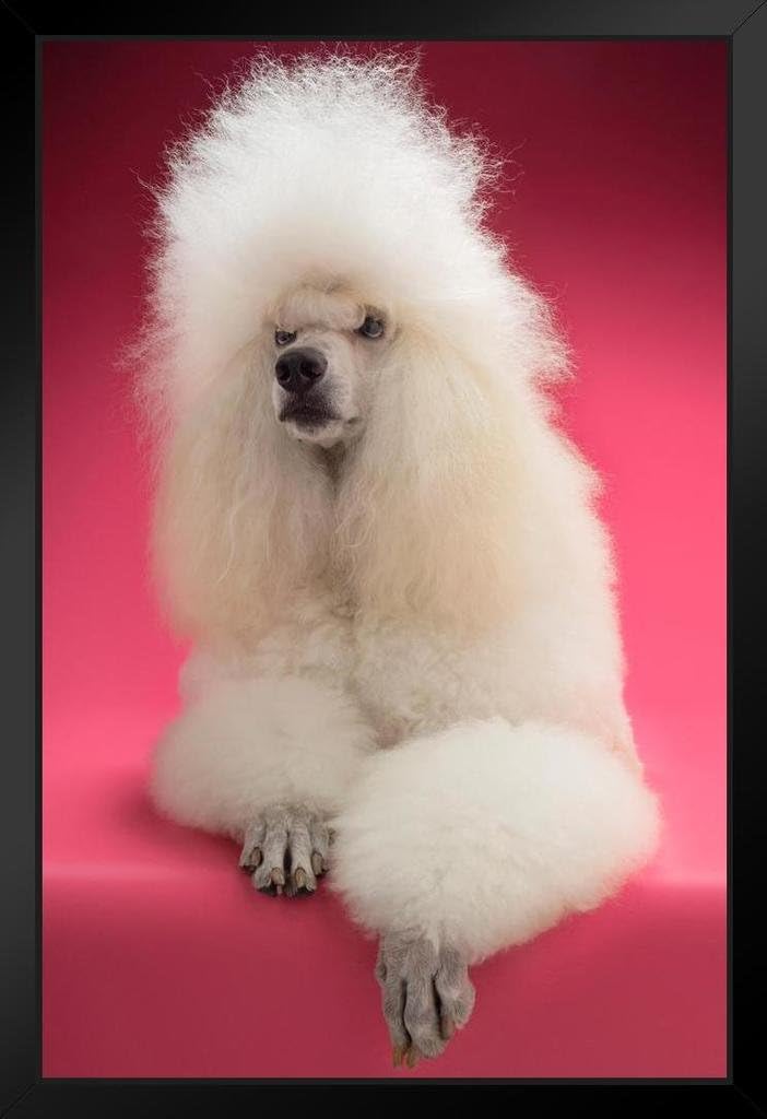 free english bulldogs on craigslist