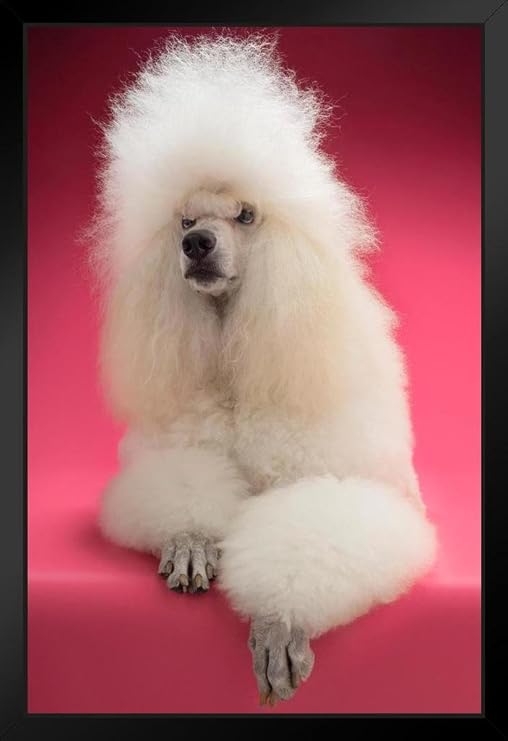 white poodle