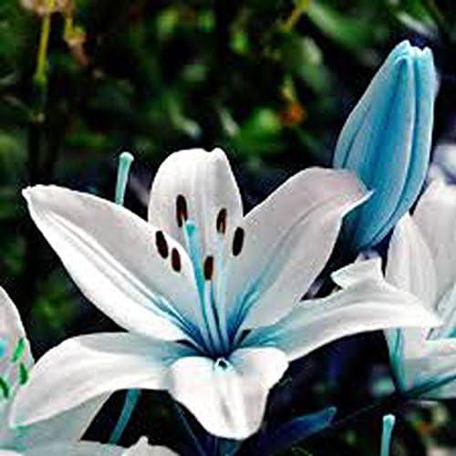 Seeds House- SummerRio 20pcs Mix Lily Seeds, Flower Bulbs Lily Seeds Home Gardening Balcony Garden Spring Seeds