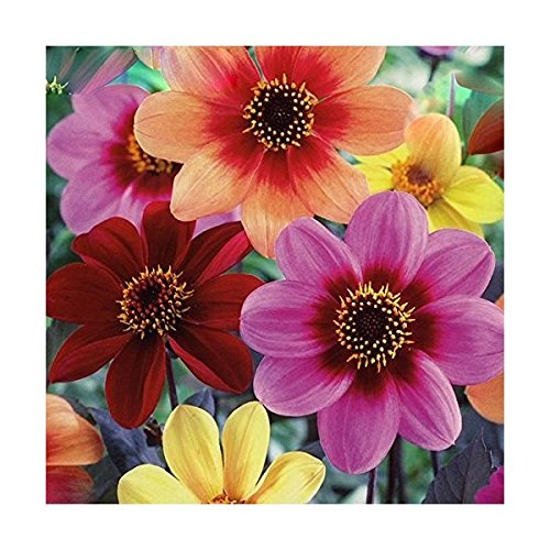 Dahlia Happy Singles Fusion x 3 Tubers