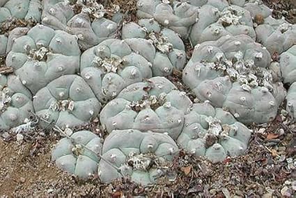 Lophophora Williamsii San Antonio V Peyote 50 Seeds Amazon De Garten
