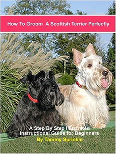 How To Groom A Scottish Terrier Perfectly A Step By Step