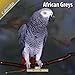 African Greys 2011 Wall Calendar #11082-11 by 