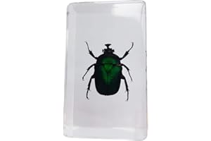 FLYINGBEAN Real Green Rose Chafer Beetle Insect Specimens In Resin Paperweight Crafts, Animal Taxidermy Collection for Science Education & Desk Ornament (Green Rose Chafer Beetle)