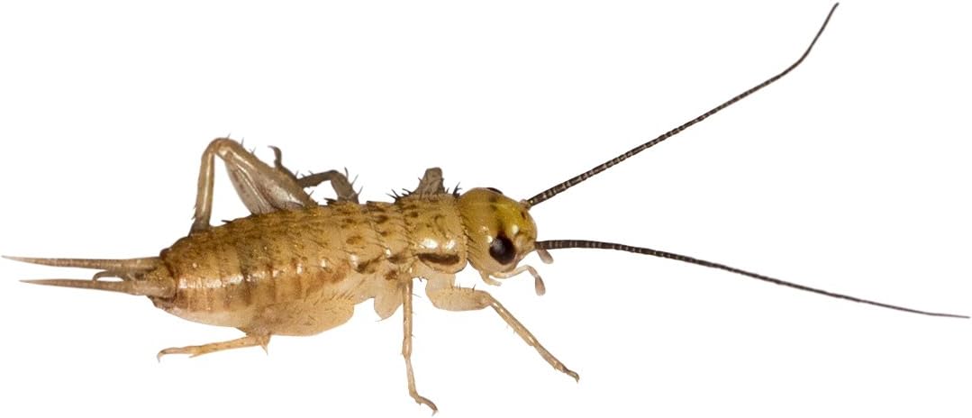 1 Dose Micro Heimchen, Futterinsekten Futtertiere: Amazon.de: Haustier