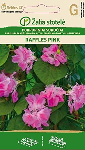 Seklos LT Tall Morning - Glory RAFFLES Pink - IPOMEA Seed - 30 Seeds