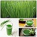 ViviPet Super Combo for Cats - Soil-Free Cat Grass Seeds Only (8 ounce about 6000+ seeds)