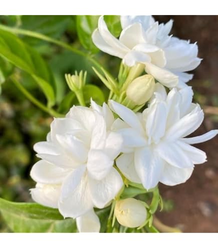 Amazon.com : 25+ White Jasmine Tree Seeds - Vibrant White Flowers