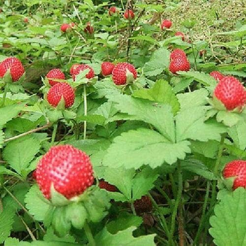 150 Seeds Wild Strawberry Seeds E127 Home Garden Fruit