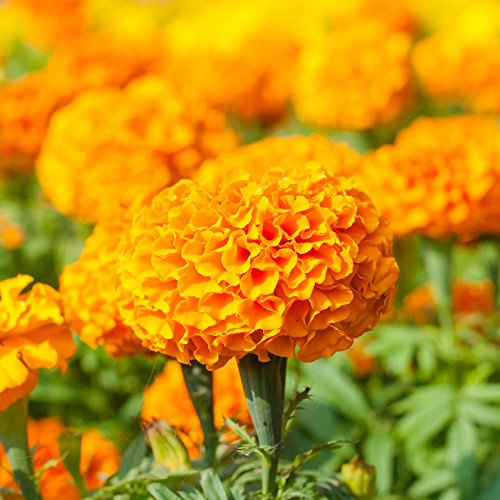 Marigold Moonsong Deep Orange seeds - Tagetes erecta