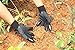 FX Garden Gloves with Claws, Home Gardening Genie Gloves Quick and Easy to Dig and Plant Nursery Plants,Best Gift for Gardener
