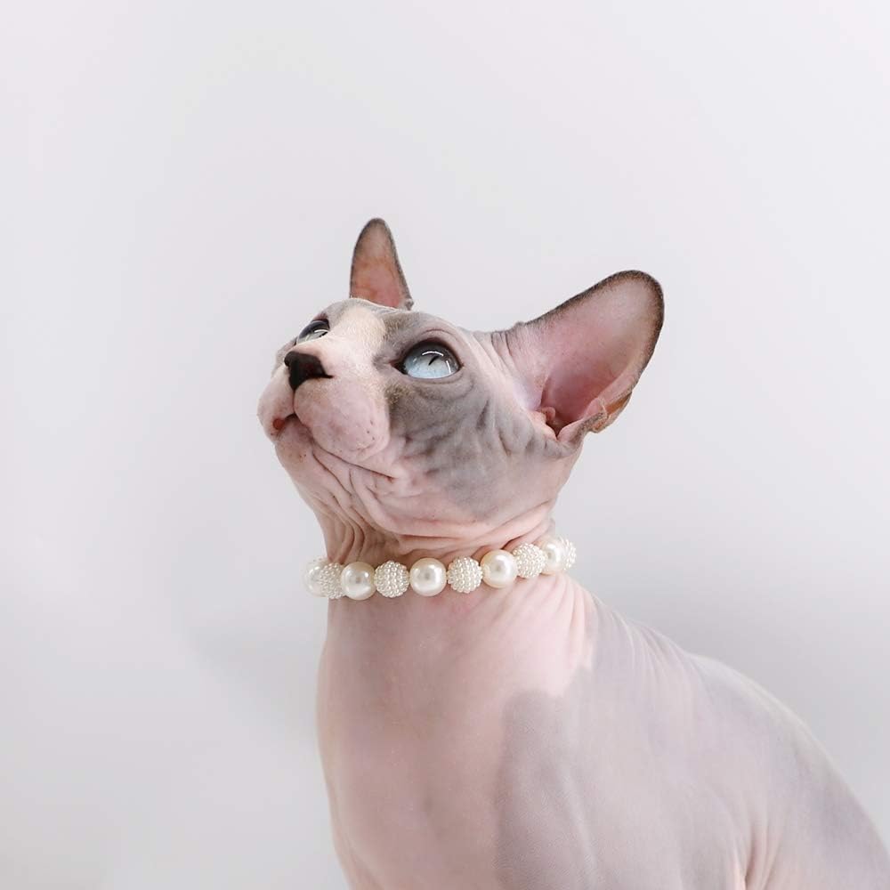 sphynx collars