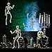 Halloween Skeleton- Full Body Posable Halloween Skeleton with Movable Joints for Best Halloween Decoration,Graveyard Decorations, Haunted House Accessories（2 Pack 16