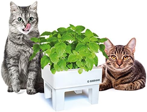 SeedBox SBMIMG Kit huerto Urbano de Menta, Blanco, 20x25x25 cm ...