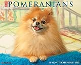 Just Pomeranians 2015 Wall Calendar (Just (Willow Creek))