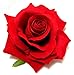 Red Velvet Rose Hair Flower Clip and Pin