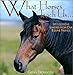 What Horses Teach Us: Life's Lessons Learned from Our Equine Friends by Glenn Dromgoole