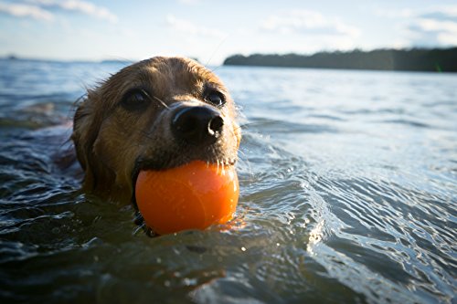 Planet Dog Orbee-Tuff Squeak, Nearly Indestructible Dog Ball Fetch-Chew Toy for Aggressive Chewers,  - //coolthings.us