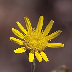 Aromatics International Pure Organic Inula Sweet