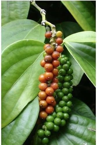 Plentree Piper Nigrum - Peppercorn - Rare Tropical Plant Seeds (10)
