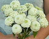 David's Garden Seeds Flower Zinnia Oklahoma White