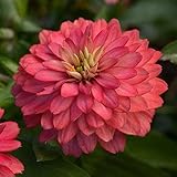 Outsidepride 50 Seeds Annual Zinnia Marylandica