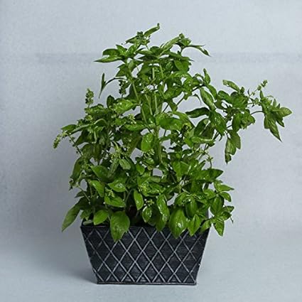GRASSPER Metal Pot for Plants/Rectangular Planter with Tray Set/Decorative Window Flower Pot/Plant Container