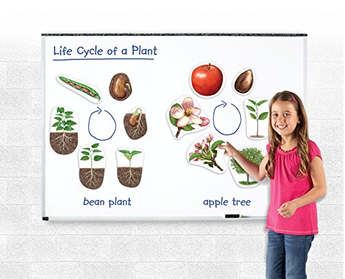 Learning Resources Giant Magnetic Plant Life Cycle