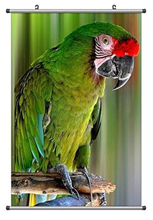 驚くばかりパロット 動物 最高の花の画像