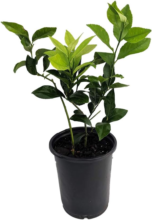 Meyer Lemon Tree + Certificate -Fruiting Size- 6" Pot -No Ship TX,FL,AZ,CA,LA,HI