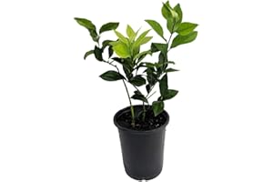 HIRT'S GARDENS Meyer Lemon Tree-Fruiting Size-5" Pot -No Ship to Tx,Fl,Az,Ca,La,Hi