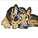 FAIRYLOVE 35×45 Diamond Painting Kit Dog Paint with Diamonds Dotz Kit Art Craft Kit Cross Stitch,German Shepherds