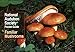 National Audubon Society Pocket Guide: Familiar Mushrooms (National Audubon Society Pocket Guides) primary