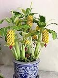 Seeds Indoor Ornamental Banana Tree Fruits for