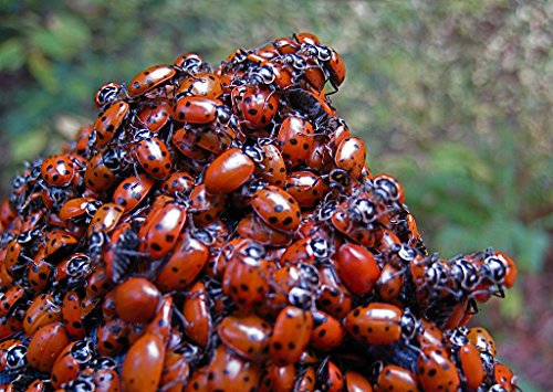 3 1500+Live+Ladybugs+Beneficial+Guaranteed