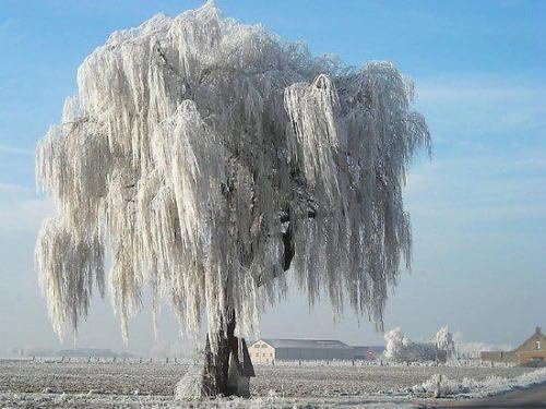 Spring Blow Out 1 Live Tree 2 ft Tall Plus Graceful Weeping Willow + Bonus #ptps0016