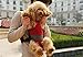 Pettom Dog Front Backpack Carrier for Small Pet Outdoor Walking Hiking Travel (L, Pink)