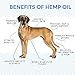 Pet Club Brothers Full Spectrum Hemp Oil Dogs Cats (250mg) - Grown & Made in USA - Supports Hip & Joint Health, Natural Relief Pain, Separation Anxiety - Organic Extract - Non-GMO