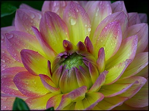 Jowey Gipsy Decorative Dahlia - 2 Bulb Clumps