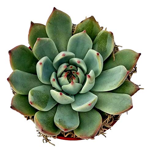 Fat Plants San Diego Large Succulent Plant Collection - Succulents in 4 inch Pots (3)