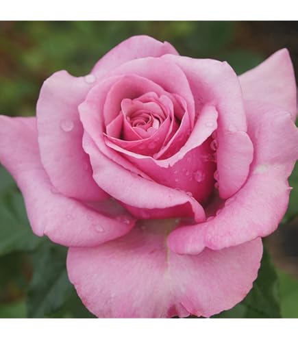 Amazon.com : Heirloom Hybrid Tea Roses, Live Own Root Plant, Muzi