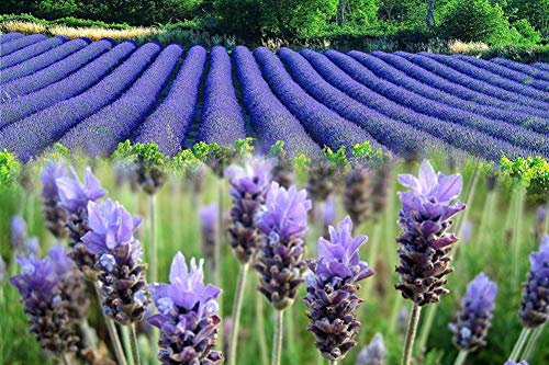 image for Zonesgo Fragrant Lavender Buds Organic Dried Flowers Wholesale, Lavend