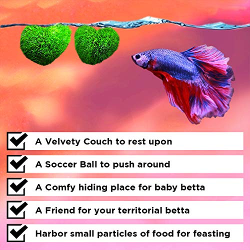 SunGrow 2 Betta Heart Marimos - Beautiful & Rare Aquatic Plants - Pair of 0.6" Heart-Shaped Moss Balls - Low Maintenance Good Luck Charms for Betta Fish Tanks - Creative Addition to DIY Home Decor