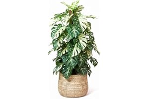 TANKDA Monstera Plant Live, Rare Tropical Monstera Well Rooted, Live Philodendron Indoor Houseplant 4-8 Inches Ready to Grow (Variegated White Monstera)