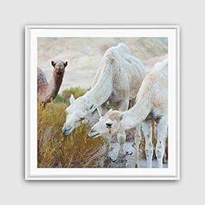 Framed Canvas Wall Art Alpaca Canvas Prints Home Artwork Decoration for Living Room,Bedroom - 16x16 inches