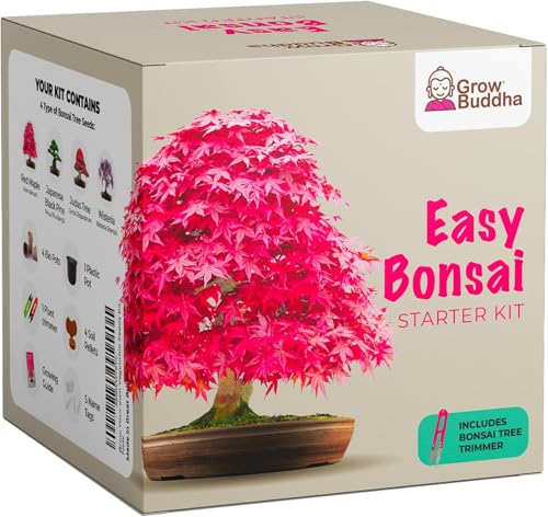 Grow Your Own Bonsai Tree from Seed - Grow Buddha Easy Bonsai